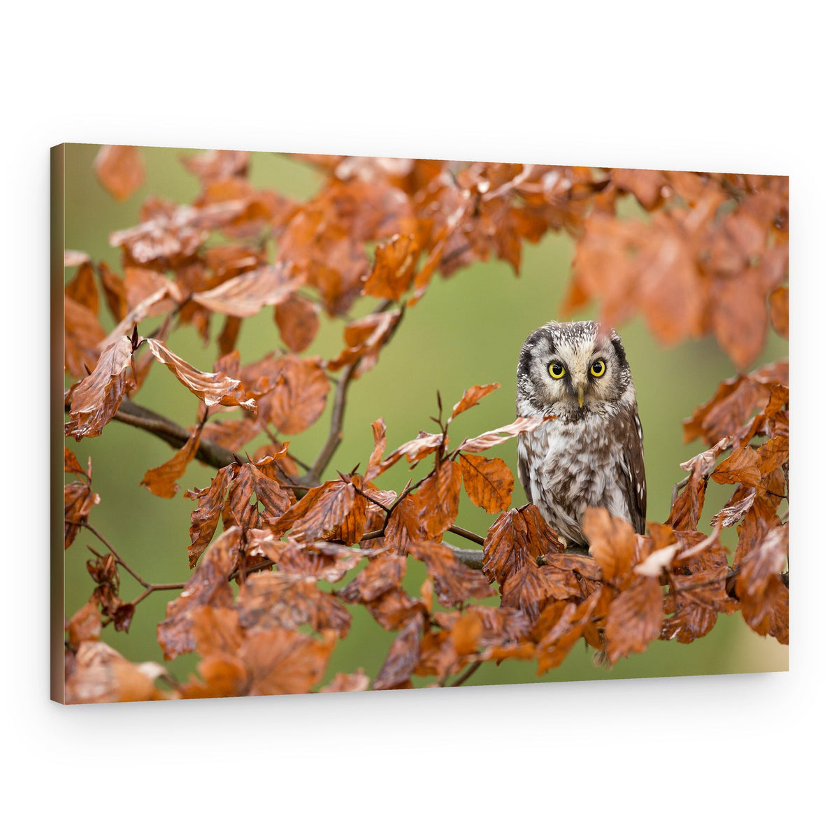 Owl Among Autumn Leaves – Canvas Print