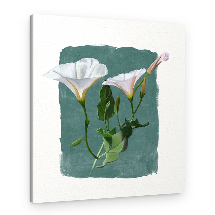 Morning Glory – Canvas Print