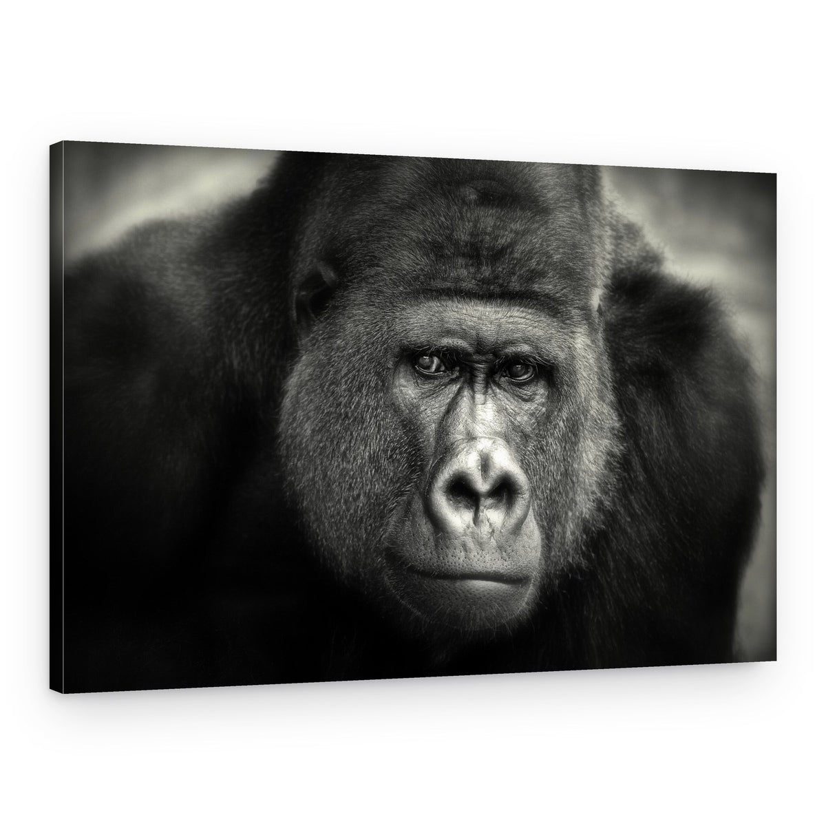 Silverback's Soulful Gaze – Canvas Print