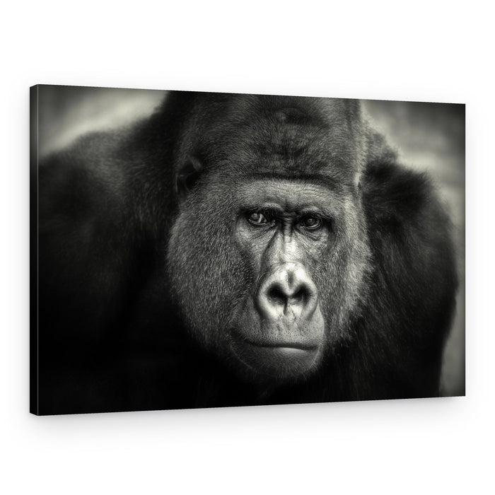 Silverback's Soulful Gaze – Canvas Print
