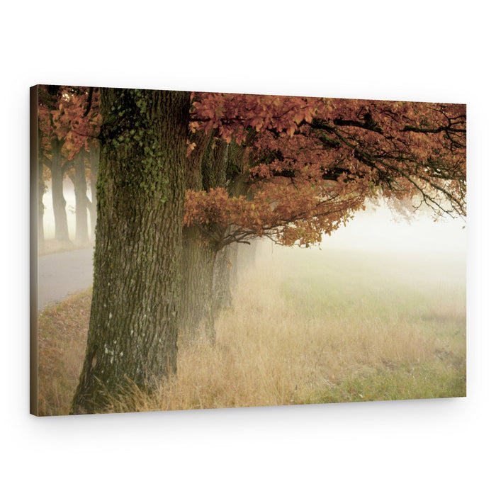 Misty Autumn Trees – Canvas Print