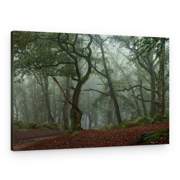 Misty Forest Path – Canvas Print