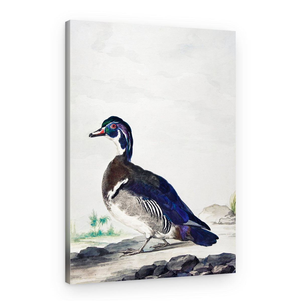 A Duck – Canvas Print