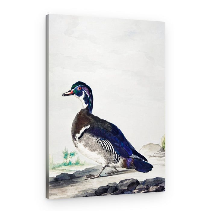 A Duck – Canvas Print