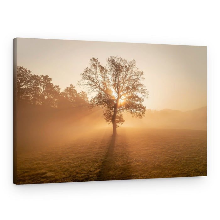 Golden Morning Mist – Canvas Print