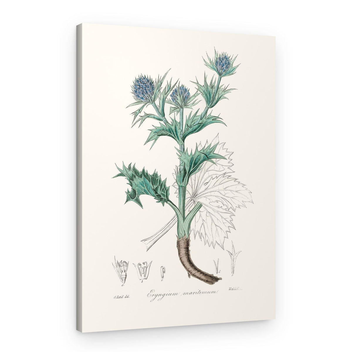 The Sea Holly (eryngium Mmaritimum) Medical Botany – Canvas Print