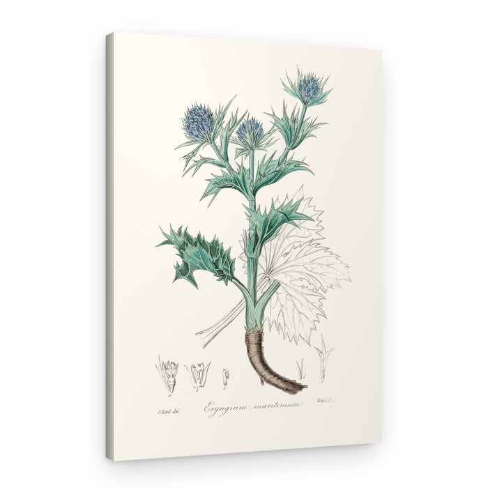 The Sea Holly (eryngium Mmaritimum) Medical Botany – Canvas Print
